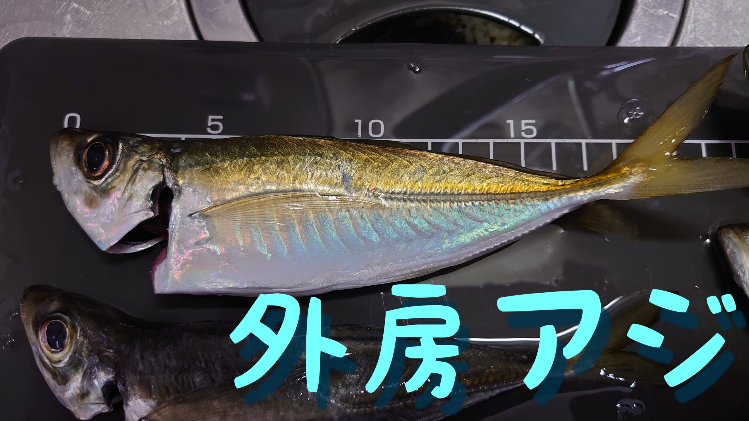 アジ 1 22 外房アジ釣り 泳がせは不発 釣って 捕って 自然と遊ぼう